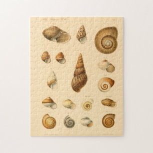 Das Vintage-Molluske-Muscheln-Puzzle
