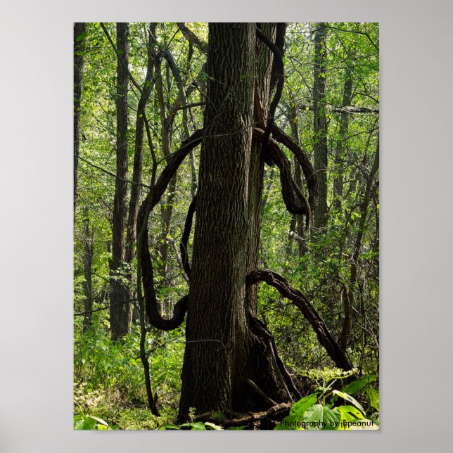 Das Waldposter Poster (Vorne)