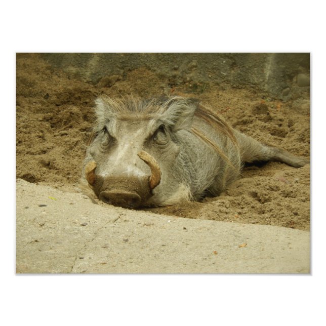 Das Warthog Fotodruck (Vorne)