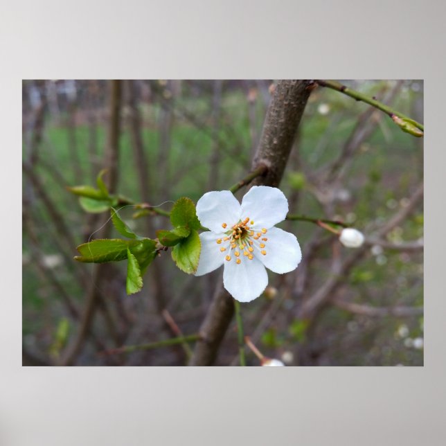 Das Weiß des Frühlings Poster (Vorne)