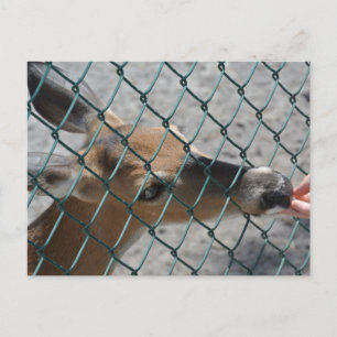 Das Wertvolle Hirsch - Postkarte