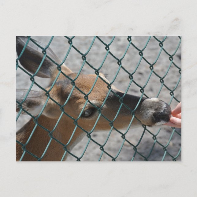 Das Wertvolle Hirsch - Postkarte (Vorderseite)