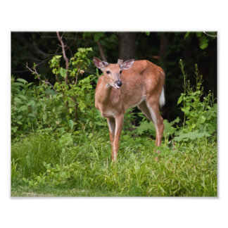 Das Yearling Fotodruck