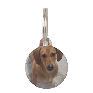 daschund-14 tiermarke