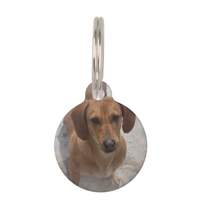 daschund-14 tiermarke (Vorderseite)