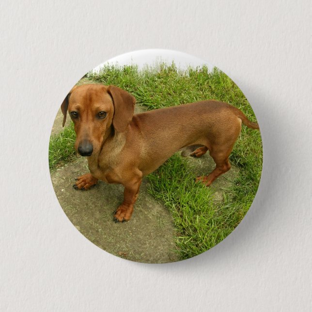 Daschund Button (Vorderseite)