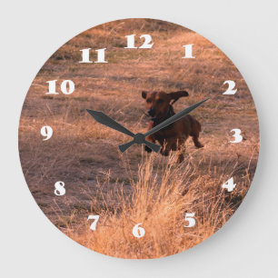 Daschund Hund, der in das Feld-Foto springt Große Wanduhr