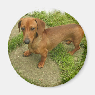 Daschund Magnet