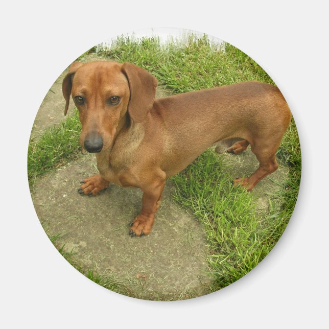 Daschund Magnet (Vorne)