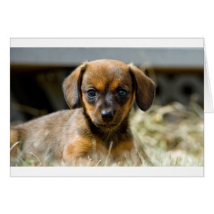 Daschund Welpe