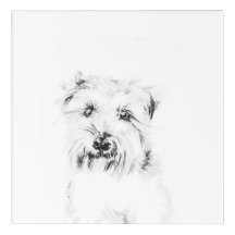 Dash der Hund