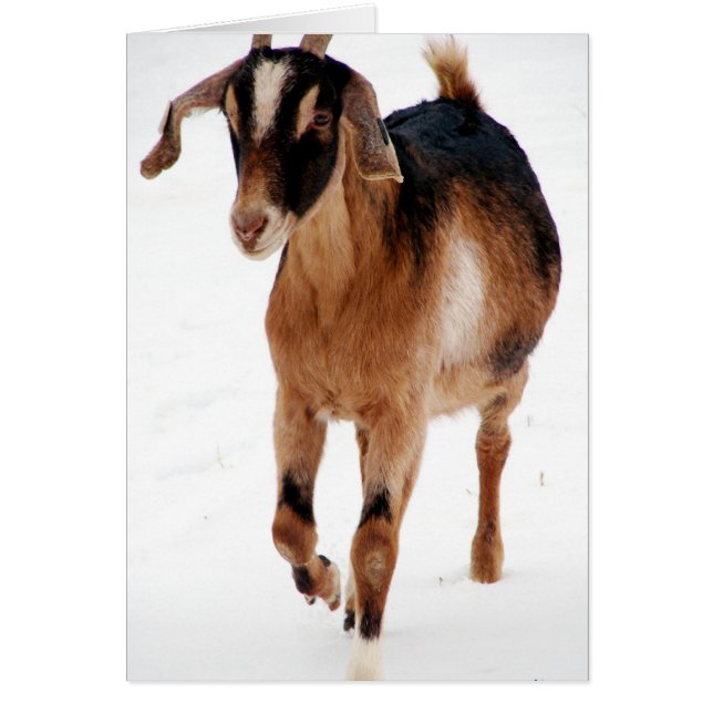 Dashin Sunnite Dans La Neige (Devant)