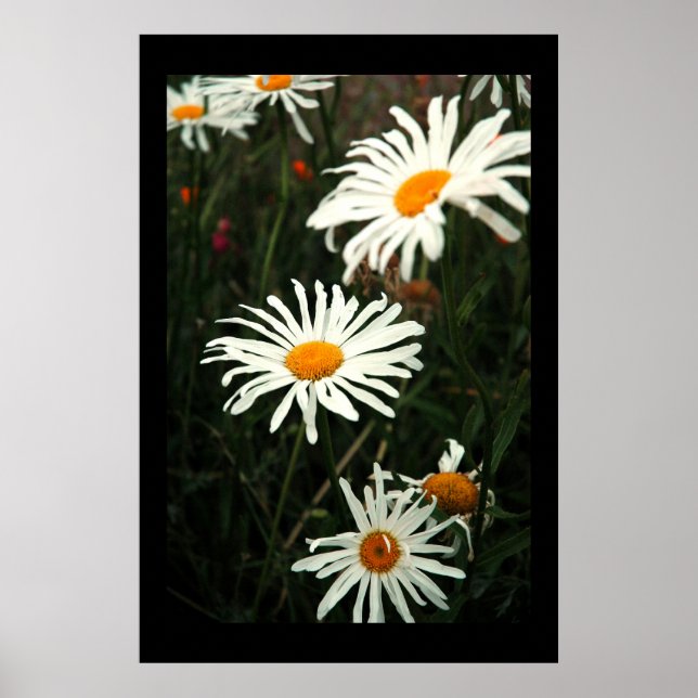 Dasiy Days Poster (Vorne)