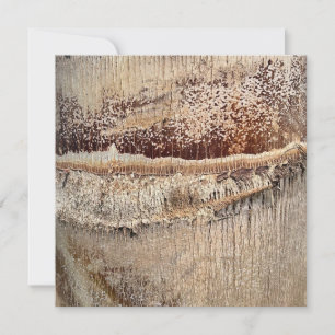 Date Palm Tree Trunk Texture Closeup Foto Image Karte