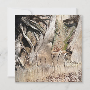 Date Palm Tree Trunk Texture Closeup Foto Image Karte