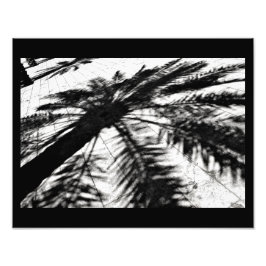Date Tree Shadow Fotodruck