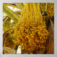 Dates on Palm Tree Poster