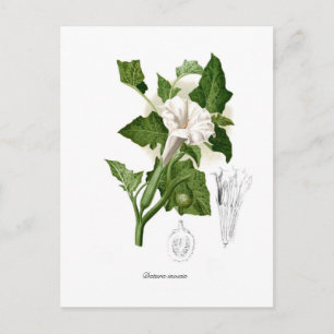 Datura inoxia postkarte