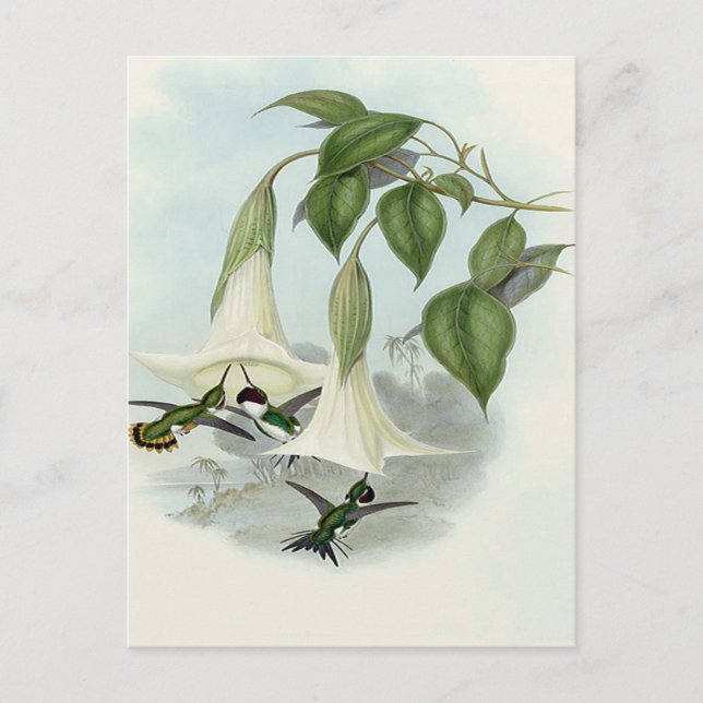 Datura und Hummingbird Postkarte (Vorderseite)