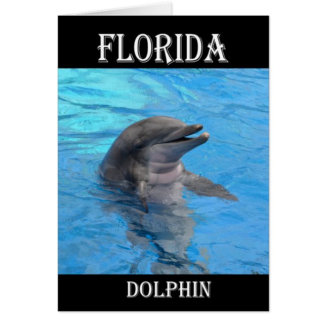 Dauphin de Floride (Devant)