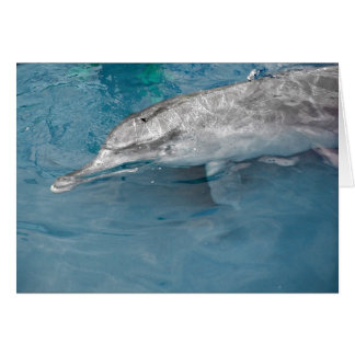 Dauphin sauvage du Pacifique de l'Indo