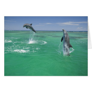 Dauphins de verdure Tursiops truncatus