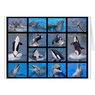 Dauphins et épaulards