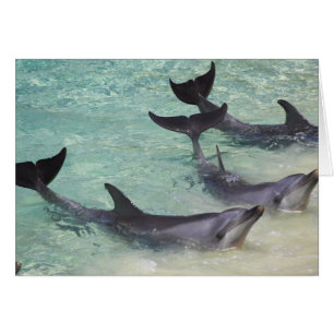 Dauphins, Sea World, Gold Coast, Queensland,