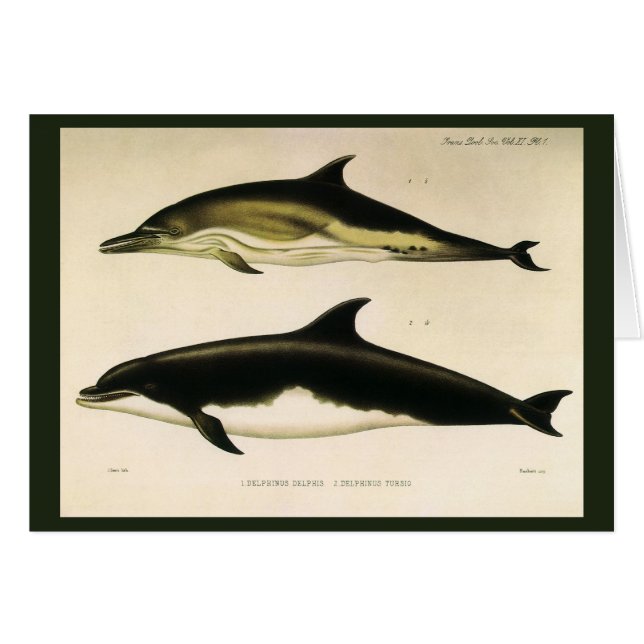 Dauphins vintages, animaux marins et mammifères (Devant horizontal)