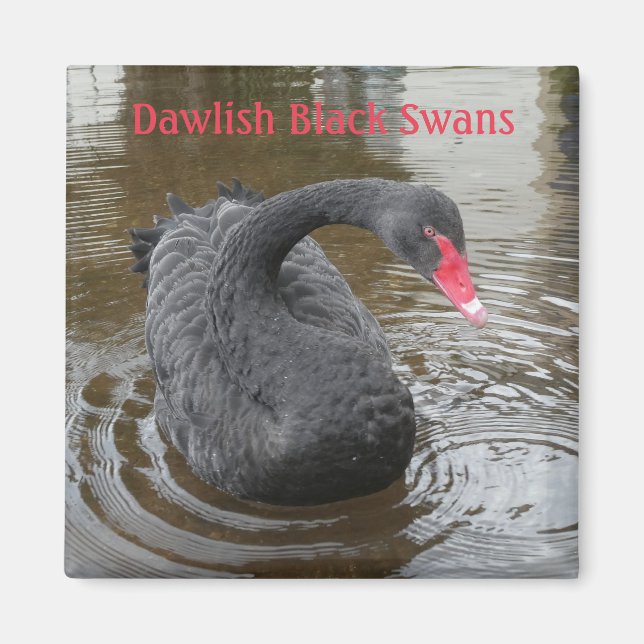 Dawlish Black Swan Magnet (Vorne)