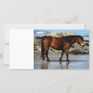 Daxrtmoor Pony am abgelegenen Strand im Süden von