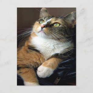 Day Dreamer Postcard Postkarte