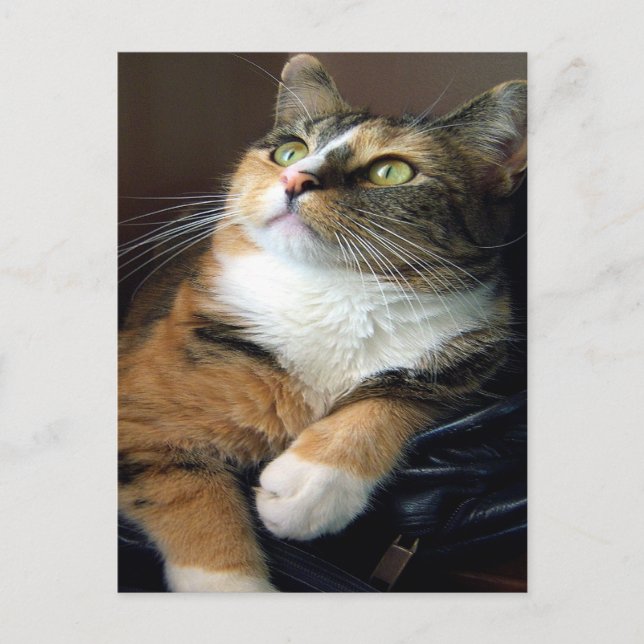 Day Dreamer Postcard Postkarte (Vorderseite)