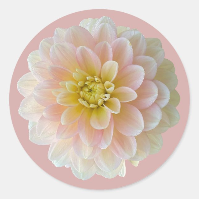 Day Dreamer Wasserlilie Dahlia Runder Aufkleber (Vorderseite)