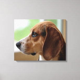 Day Dreaming Beagle Leinwanddruck