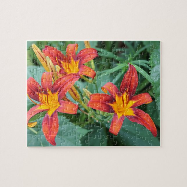 Day Lily Delight (Horizontal)