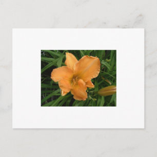 Day Lily Postkarte