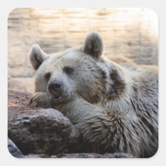 Daydreaming Bären Stickers