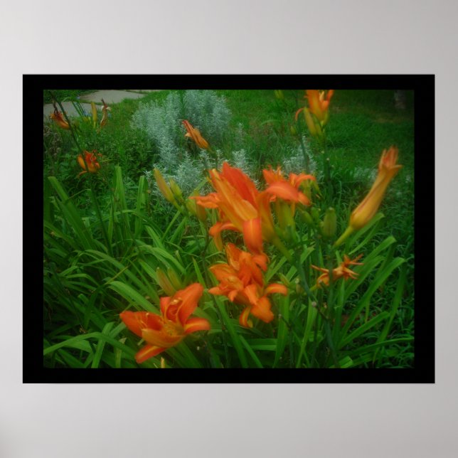 Daylilies on black poster (Vorne)