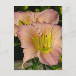 Daylillies Postkarte
