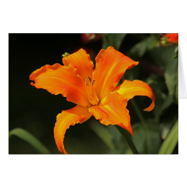 Daylily "cri perçant principal " (Devant horizontal)