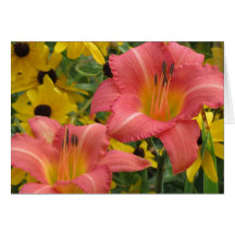 Daylily et Rudbeckia Combo