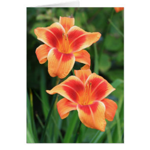 Daylily 'indigne