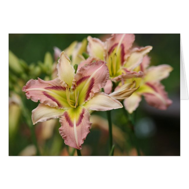 Daylily 'Papillon rose céleste (Devant horizontal)