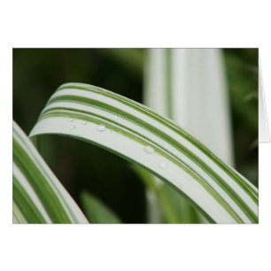 Daylily varié de Kwanzo