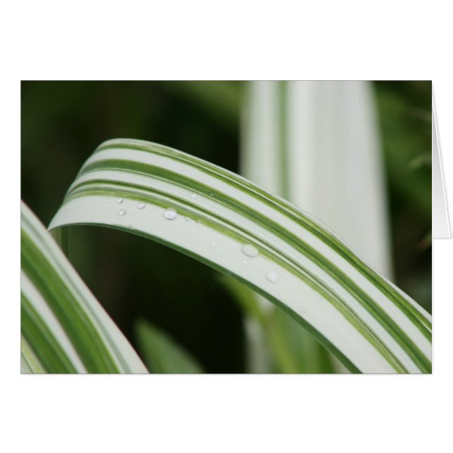 Daylily varié de Kwanzo (Devant horizontal)