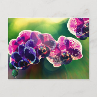 Dayspring Orchid Postkarte