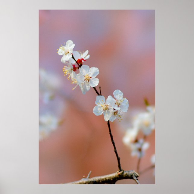Dazzend japanische Aprikosenblüten Poster (Vorne)
