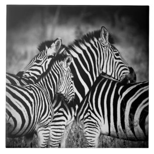 Dazzle of Zebra  Fliese