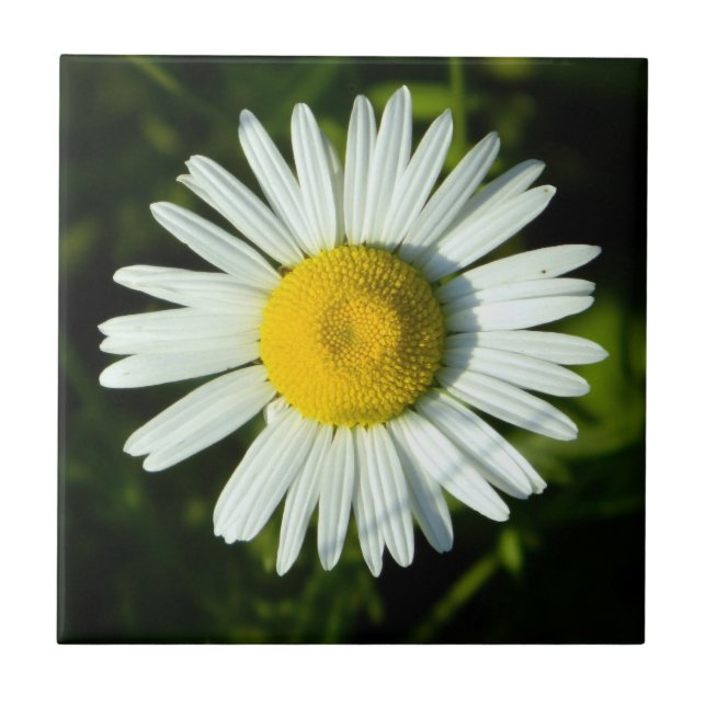 Dazzling Daisy Fliese (Vorderseite)